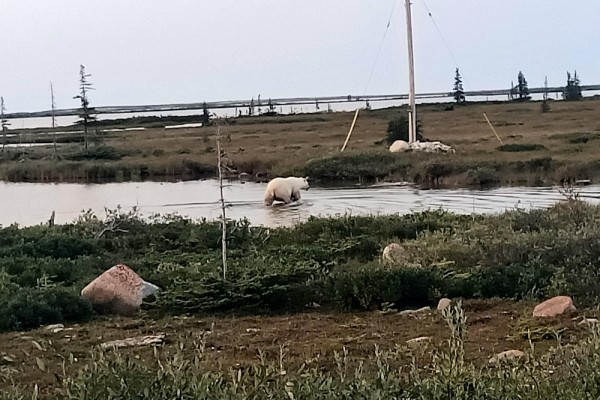 Sur les rives de la baie d'Hudson, observer les ours&nbsp;&ndash; et s'en prot&eacute;ger&nbsp;&ndash; fait partie inh&eacute;rente du quotidien de Lucile Cosyn Wextseen et des chercheuses et chercheurs sur le terrain