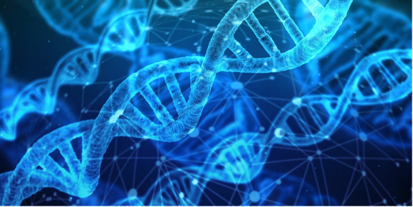 Mol&eacute;cules d'ADN