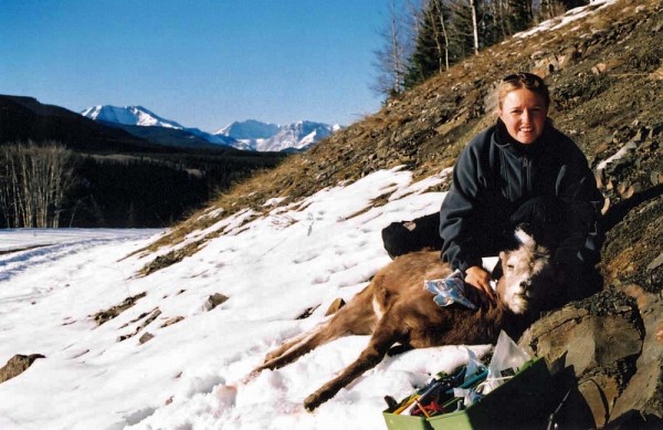 Fanie Pelletier &agrave; Ram Mountain. Capture d'un mouflon &agrave; la station de recherche.
