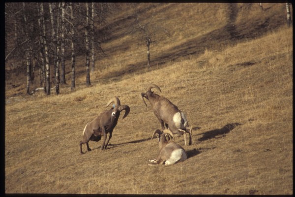 Les grandes cornes offrent un net avantage lors des combats pour l'accouplement.