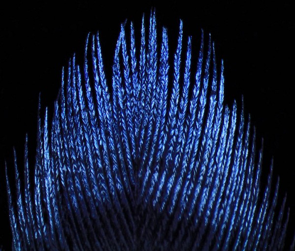 Sonia Van Wijk de l'UdeS faisait partie des laur&eacute;ats 2014, avec son image intitul&eacute;e&nbsp;Un plumage qui attire les hommages.