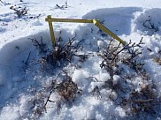 Givre de profondeur associ&eacute; &agrave; la pr&eacute;sence de petits arbustes (Cambridge Bay, avril 2018)