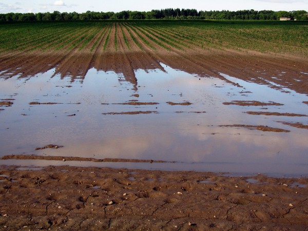 Les champs inond&eacute;s sont une cons&eacute;quence des changements climatiques.