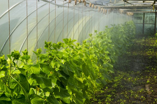 La culture en serre pourrait devenir une fa&ccedil;on d'att&eacute;nuer les dommages caus&eacute;s par les changements climatiques.
