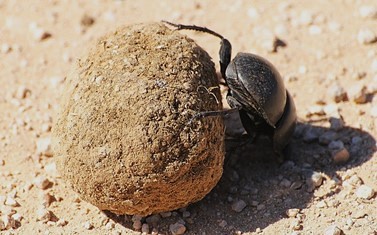 Les bousiers roulent leurs pelotes de bouse avec leurs pattes arri&egrave;re.