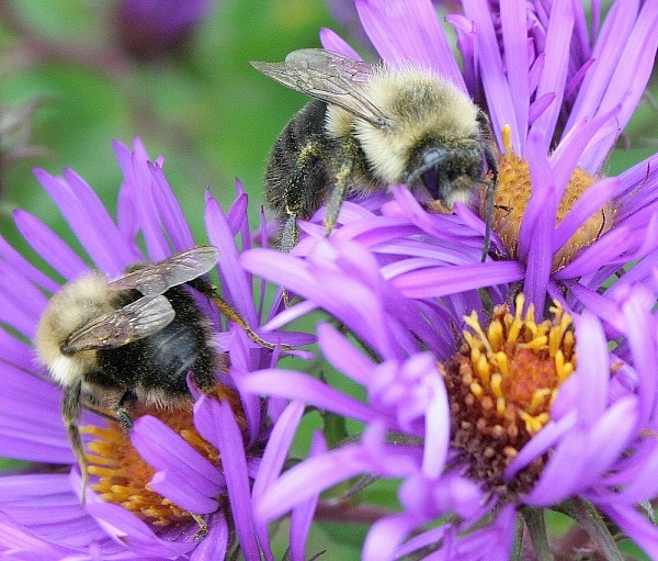 Bourdons butinant sur des asters.