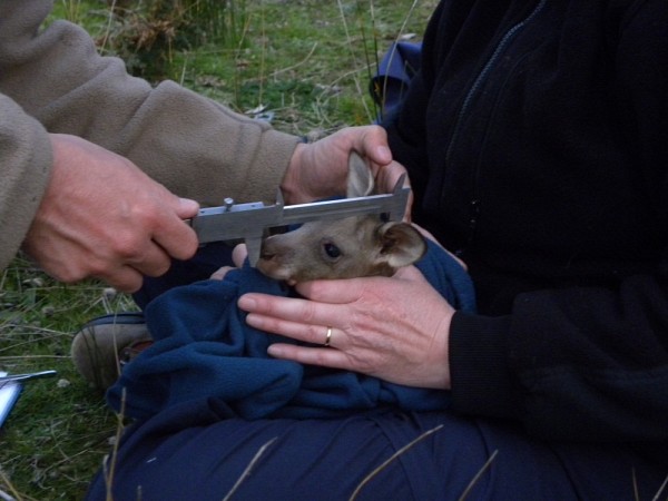 Mesures d'un b&eacute;b&eacute; kangourou