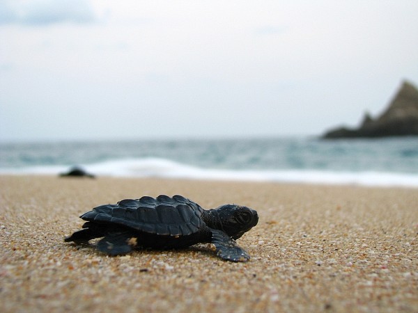 Jeune en route pour la vie: Tortue oliv&acirc;tre (Lepidochelys olivacea) cheminant vers la mer; seul moment de sa vie o&ugrave; elle touche la terre.