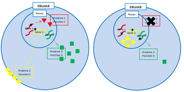Sch&eacute;ma 1.&nbsp;Du g&egrave;ne &agrave; la prot&eacute;ine (cellule de gauche) et diff&eacute;rents types de &laquo;&nbsp;mutations&nbsp;&raquo; (*) sur les g&egrave;nes 1, 2 et 3 (cellule de droite).