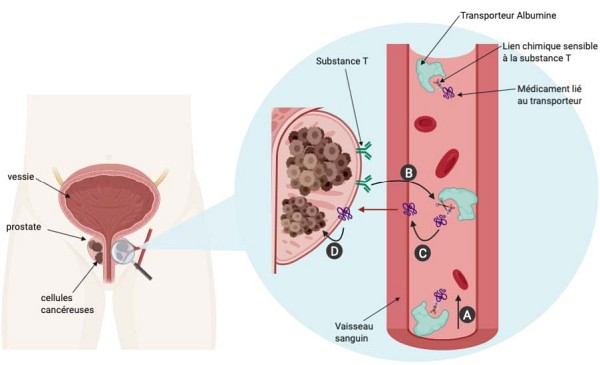 M&eacute;canisme d'action d'une m&eacute;thode 3 en 1 innovante contre le cancer de la prostate.A) Le m&eacute;dicament li&eacute; au transporteur Albumine traverse le corps humain et voyage au travers de la circulation sanguine. B) &Agrave; proximit&eacute; de la prostate et des cellules canc&eacute;reuses, le lien entre le m&eacute;dicament et son transporteur est reconnu puis rompu par la substance T. C et D) Le m&eacute;dicament enfin seul et au niveau des tumeurs peut faire son travail et attaquer le cancer. Figure r&eacute;alis&eacute;e sur Biorender.com
